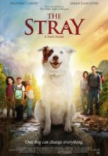 The Stray filmini izle