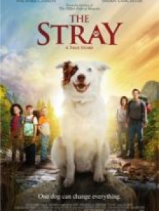 The Stray filmini izle